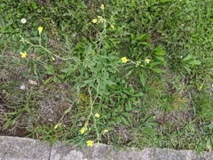 Diplotaxis tenuifolia