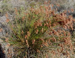 Thamnochortus lucens