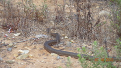 Masticophis fuliginosus