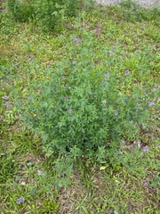 Medicago sativa