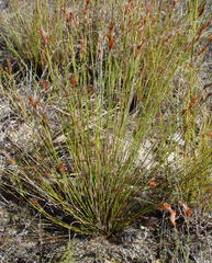 Thamnochortus lucens