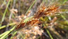 Thamnochortus lucens