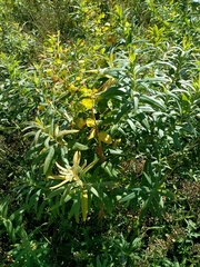 Euphorbia lucida