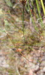 Thamnochortus lucens