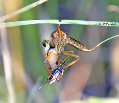 Diogmites angustipennis