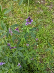 Medicago sativa