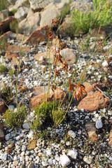Thamnochortus lucens
