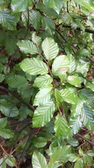 Fagus sylvatica