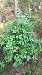 Fagus sylvatica