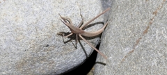 Acrida cinerea