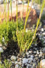Thamnochortus lucens