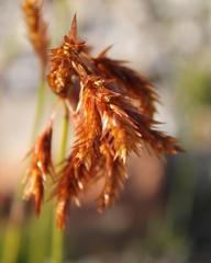 Thamnochortus lucens