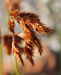 Thamnochortus lucens