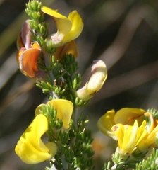 Aspalathus laricifolia