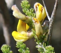 Aspalathus laricifolia