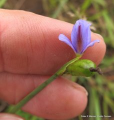 Aristea abyssinica