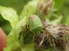 Palomena viridissima