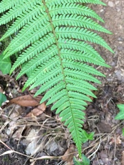 Dryopteris affinis