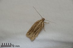 Agonopterix umbellana