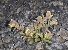 Myosotis traversii traversii