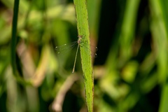 Chalcolestes viridis