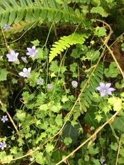 Hesperocodon hederaceus