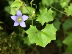 Hesperocodon hederaceus