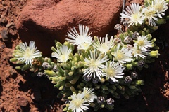 Drosanthemum eburneum