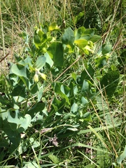 Cerinthe minor auriculata
