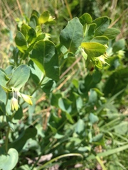 Cerinthe minor auriculata