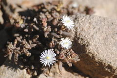Delosperma pottsii
