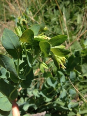 Cerinthe minor auriculata