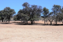 Vachellia haematoxylon