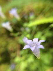 Hesperocodon hederaceus