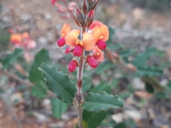 Gastrolobium villosum