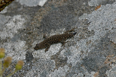 Lygodactylus bernardi