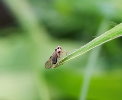 Laodelphax striatella