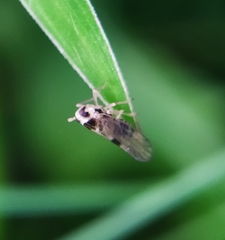 Laodelphax striatella
