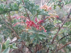 Grevillea bipinnatifida