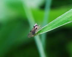 Laodelphax striatella
