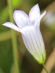 Hesperocodon hederaceus