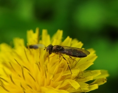 Platycheirus scutatus