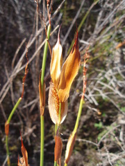 Willdenowia glomerata