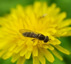 Platycheirus scutatus