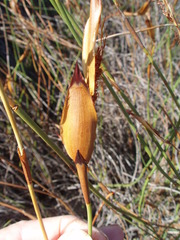 Willdenowia glomerata