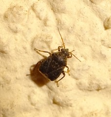 Charagochilus