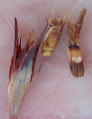 Willdenowia glomerata