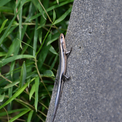 Plestiodon finitimus