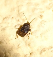 Charagochilus
