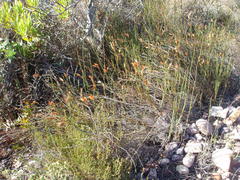 Willdenowia glomerata